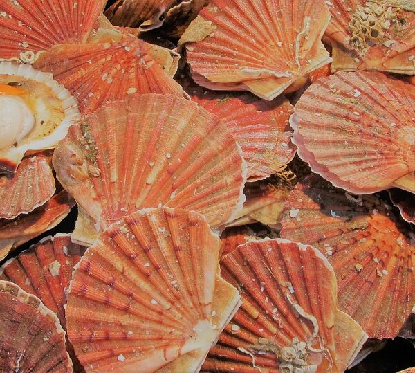 Coquilles Saint-Jacques